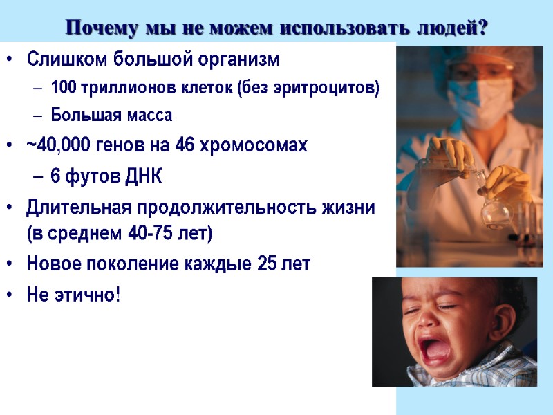 Почему мы не можем использовать людей? Слишком большой организм 100 триллионов клеток (без эритроцитов)